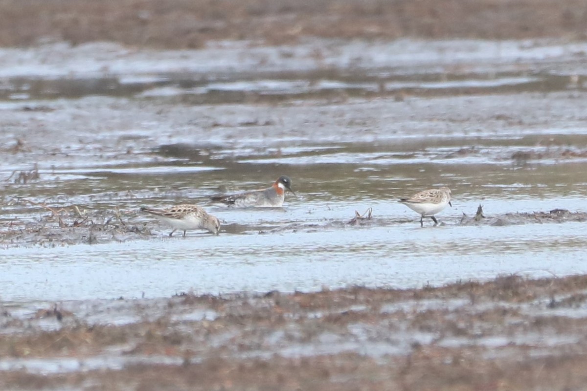 Red-necked Phalarope - Steve Myers