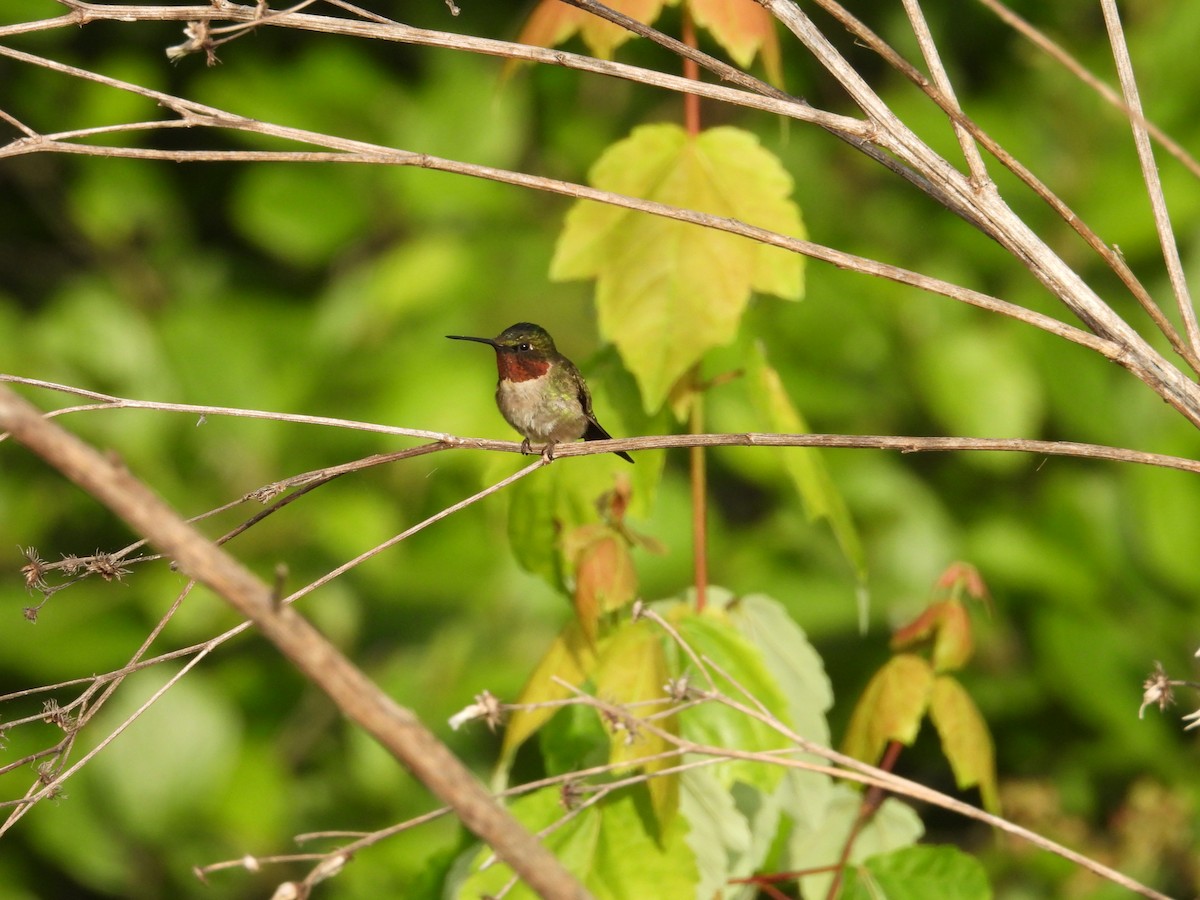 Ruby-throated Hummingbird - ML577465331