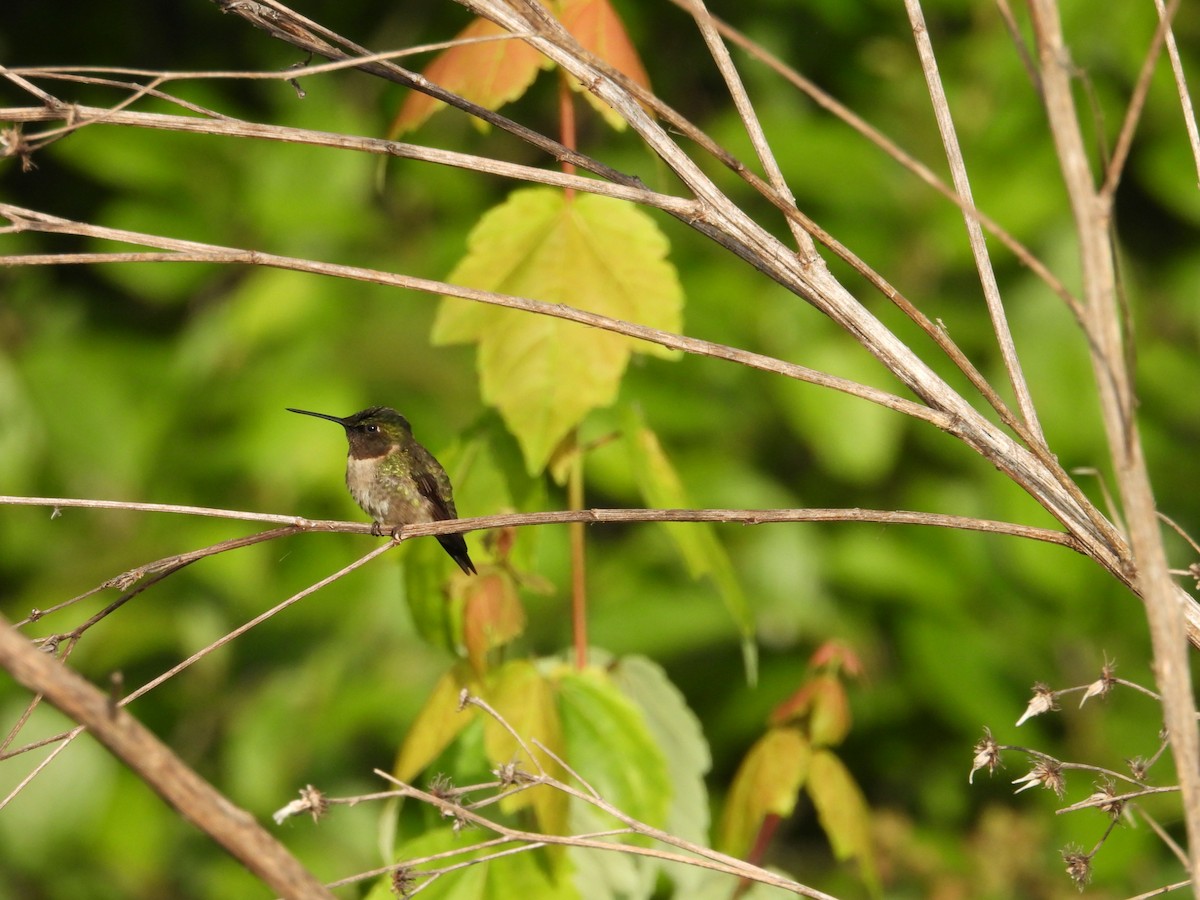 Ruby-throated Hummingbird - ML577465521