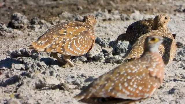 Burchell's Sandgrouse - ML577466361