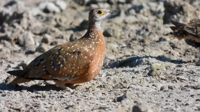 Burchell's Sandgrouse - ML577466371