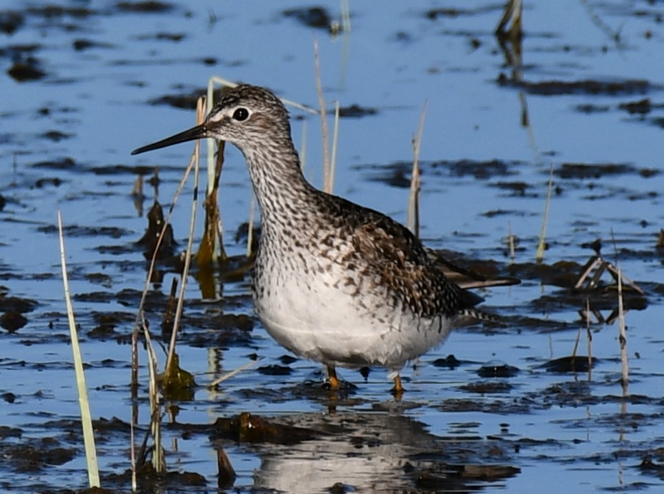 Lesser Yellowlegs - ML577466391