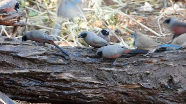 Black-faced Waxbill - ML577466591