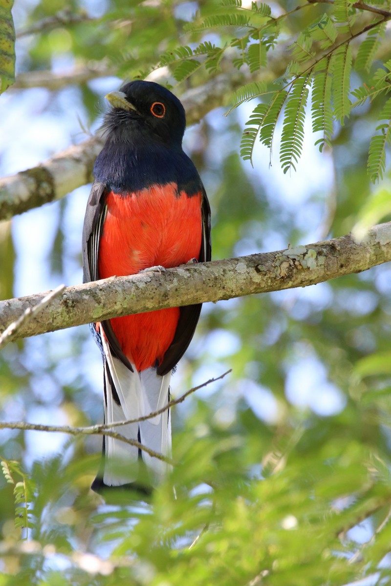 Surucua Trogon - Haydee Cabassi