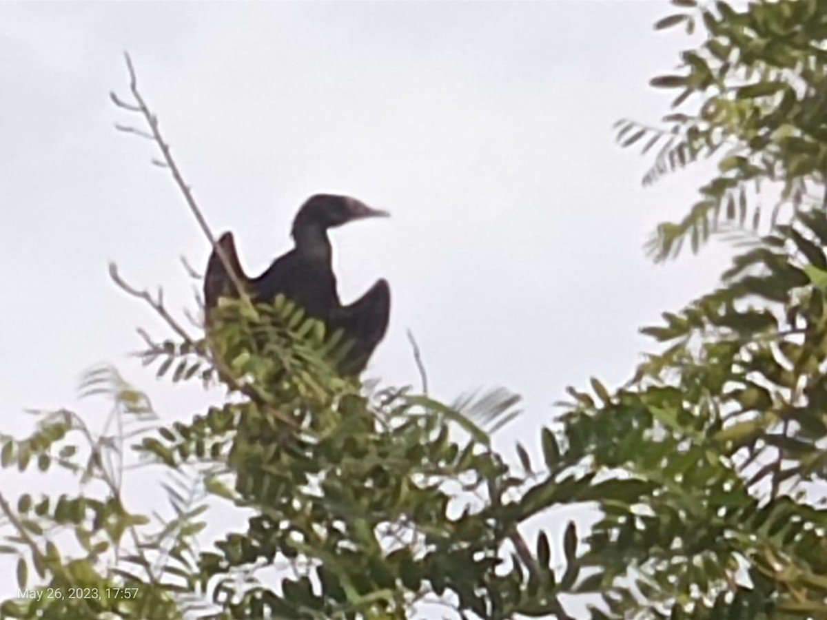 Little Cormorant - ML577469751