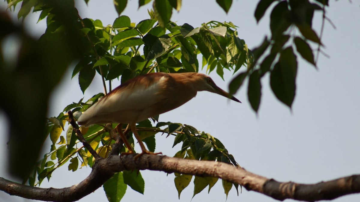 Indian Pond-Heron - ML577469841