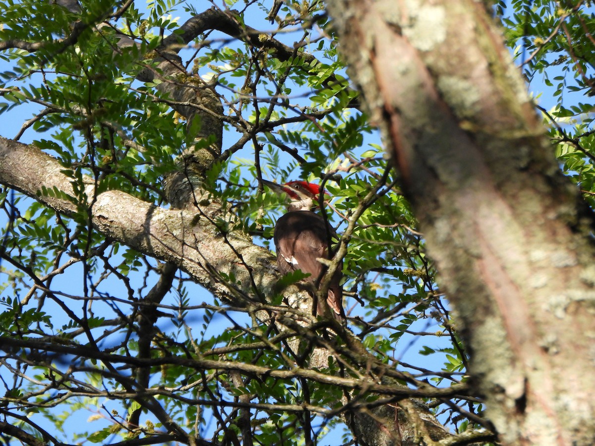 Pileated Woodpecker - ML577469861