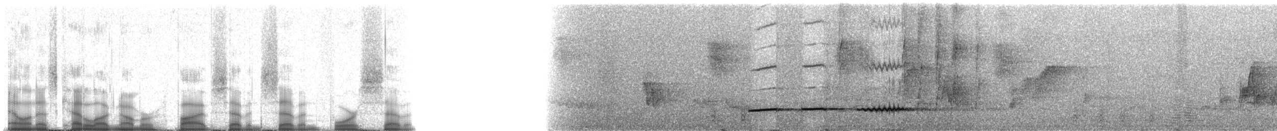 Pheasant Cuckoo - ML57747