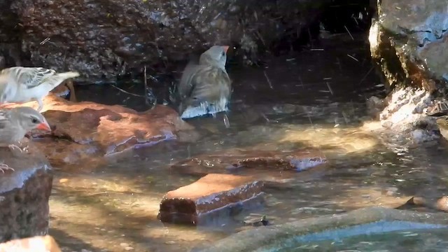 Red-billed Quelea - ML577470041