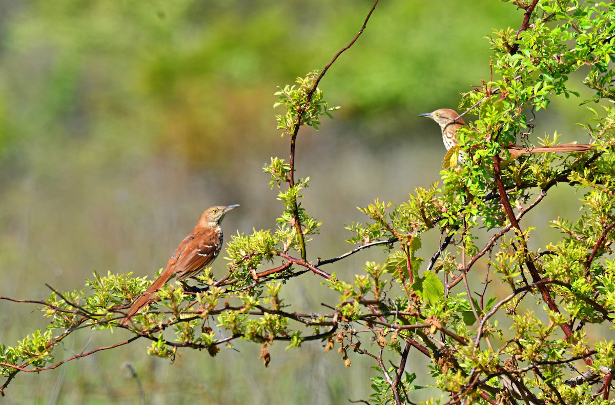 Brown Thrasher - Joel & Paula Farwell