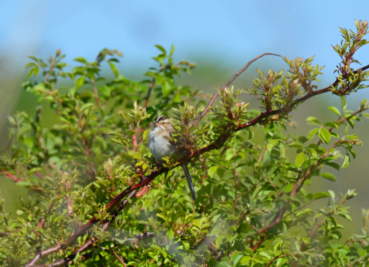 Clay-colored Sparrow - ML577470621