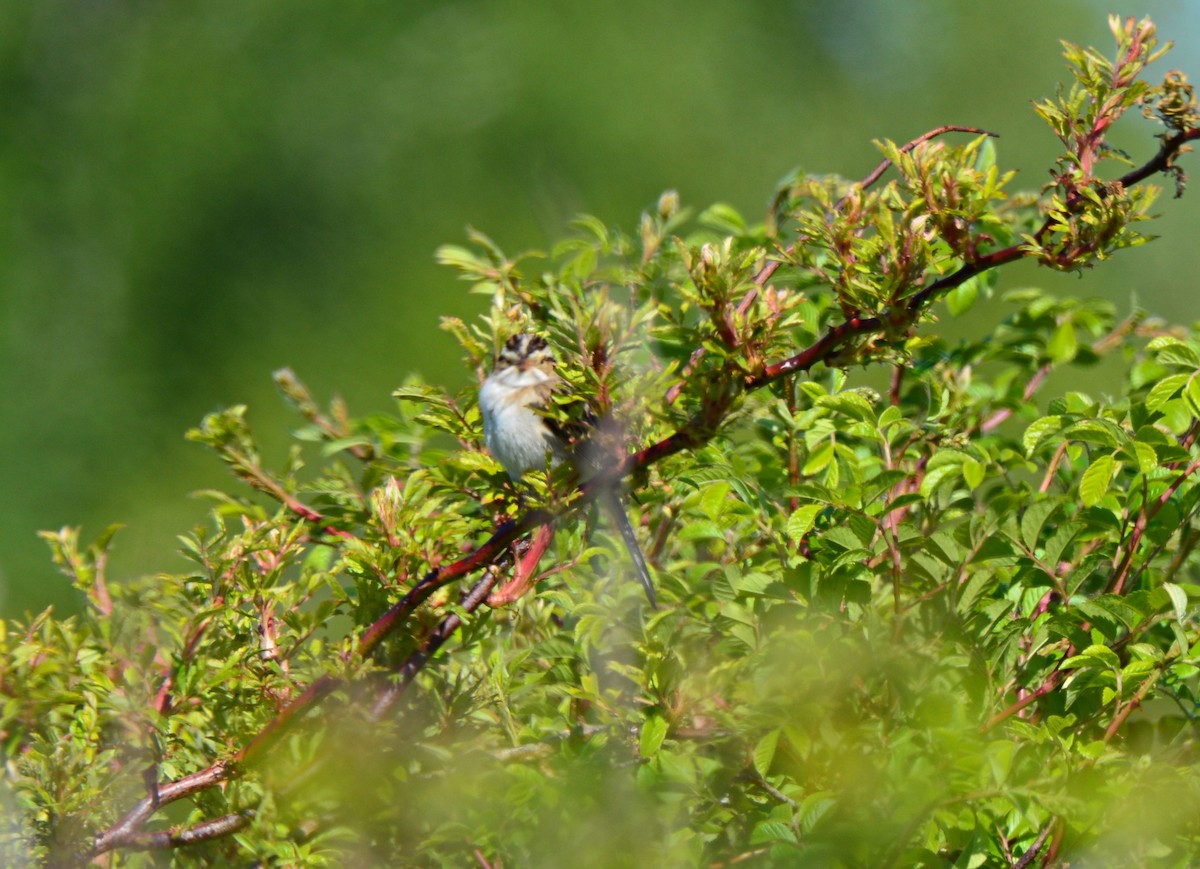 Clay-colored Sparrow - ML577470631