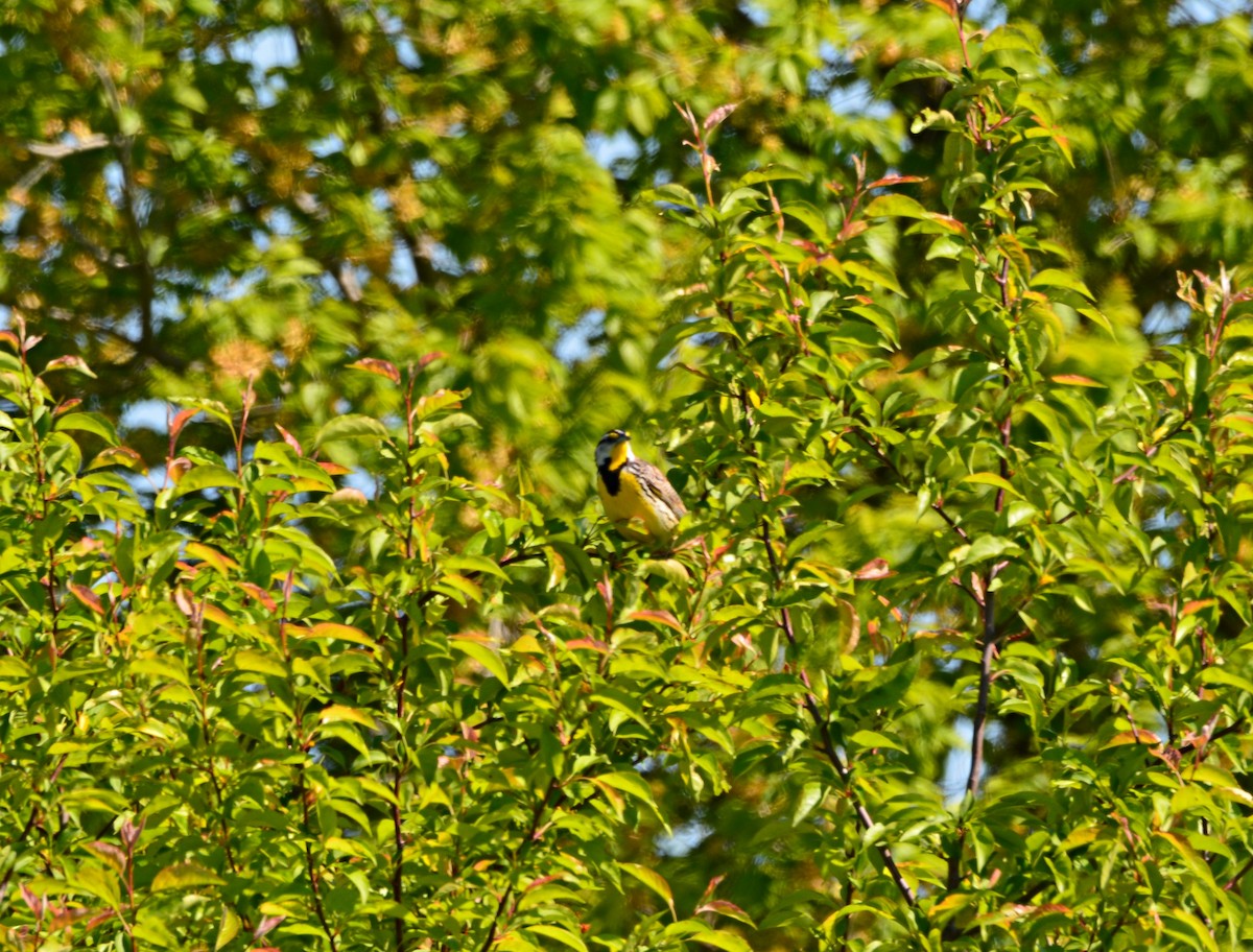 Eastern Meadowlark - ML577470691
