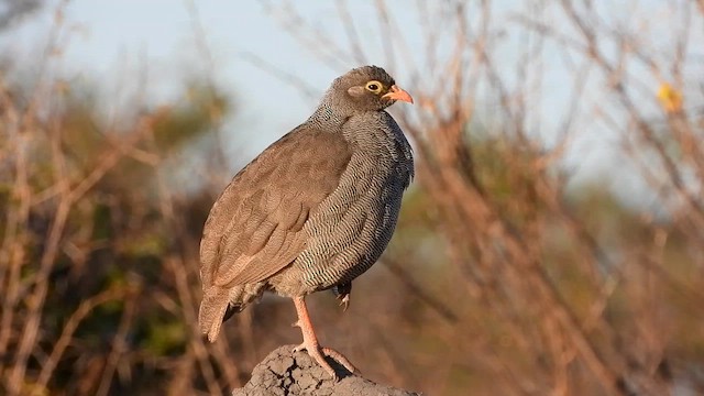 Red-billed Spurfowl - ML577472091