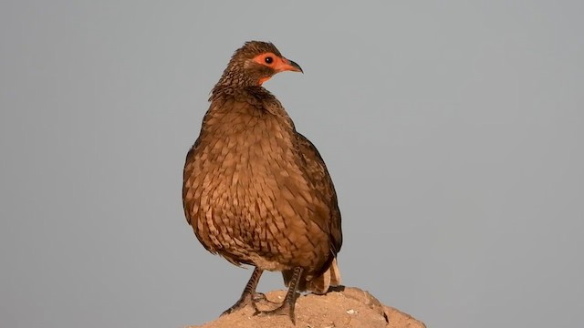 Swainson's Spurfowl - ML577472141