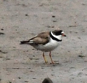 Semipalmated Plover - ML577472471
