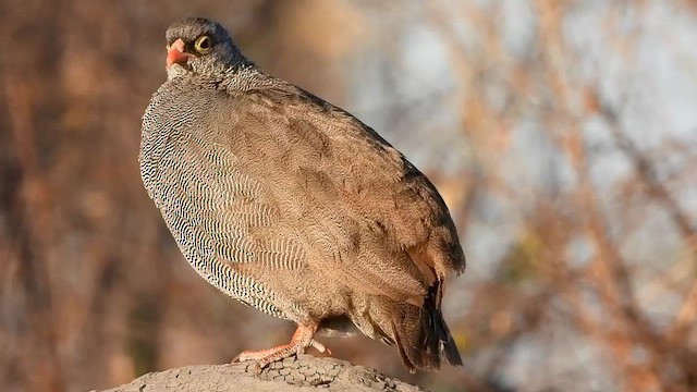 Red-billed Spurfowl - ML577472551