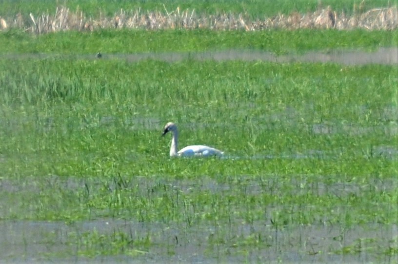 Tundra Swan - ML577473041