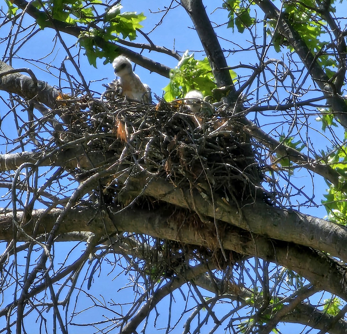 Red-tailed Hawk - ML577473111