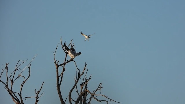 African Hawk-Eagle - ML577473491