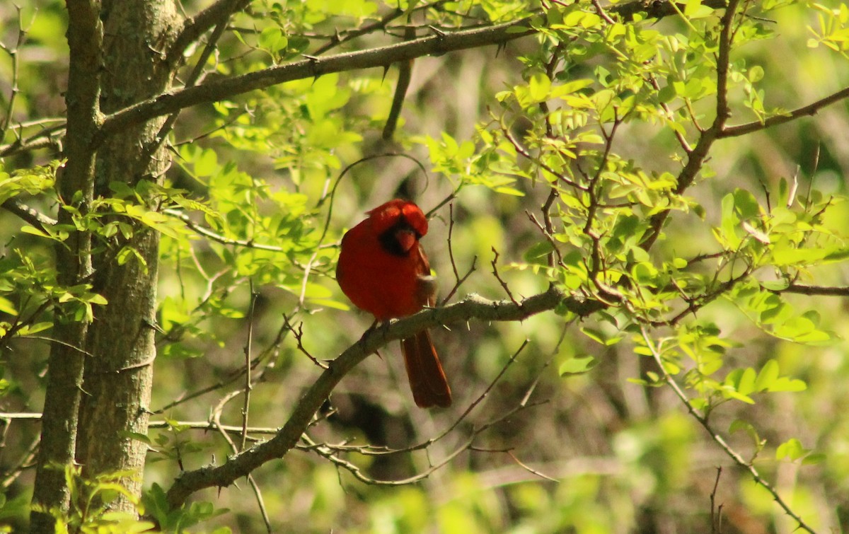 Cardinal rouge - ML577473701