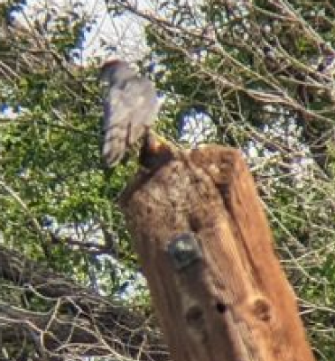 Cooper's Hawk - ML577474601