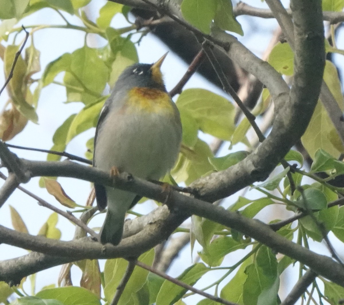 Northern Parula - ML577474921