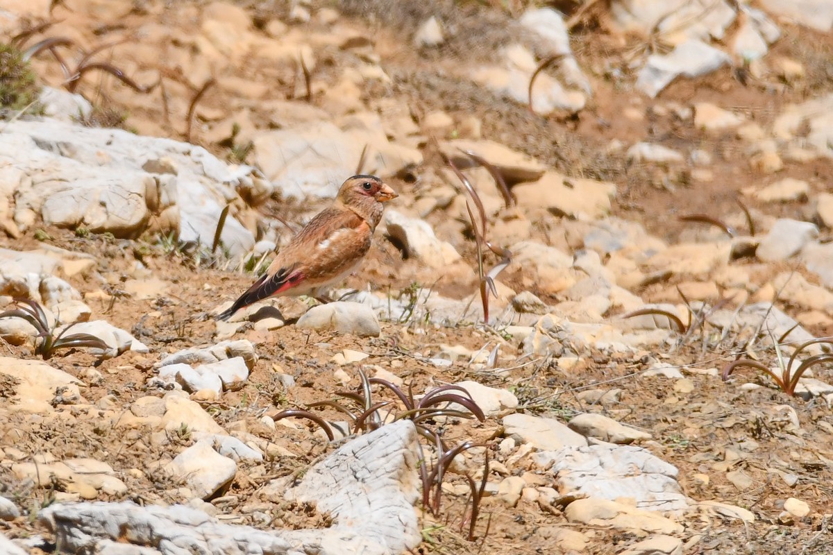 Crimson-winged Finch (Eurasian) - ML577475211