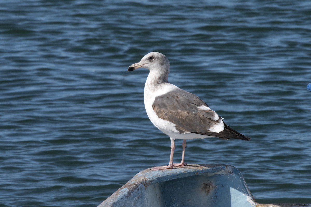 Gaviota Occidental - ML577475541