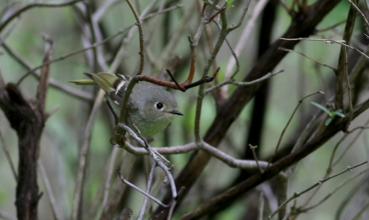 Roitelet à couronne rubis - ML57747581