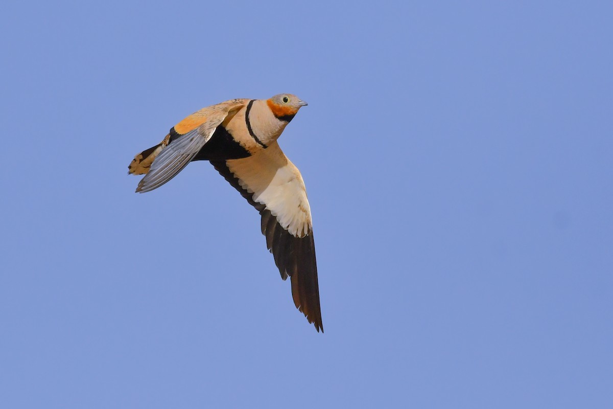 Black-bellied Sandgrouse - Rotem Avisar