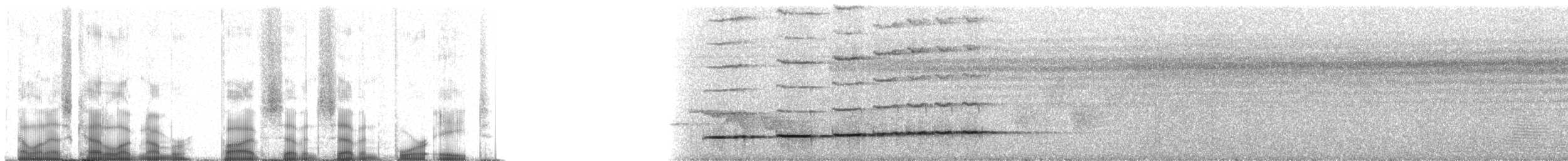 Pheasant Cuckoo - ML57748