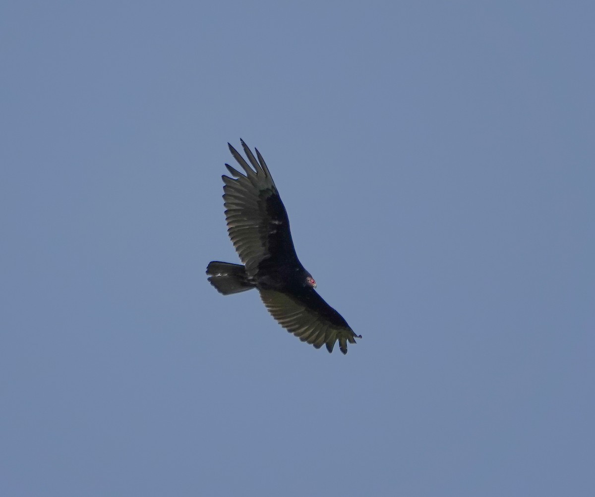 Turkey Vulture - ML577480451