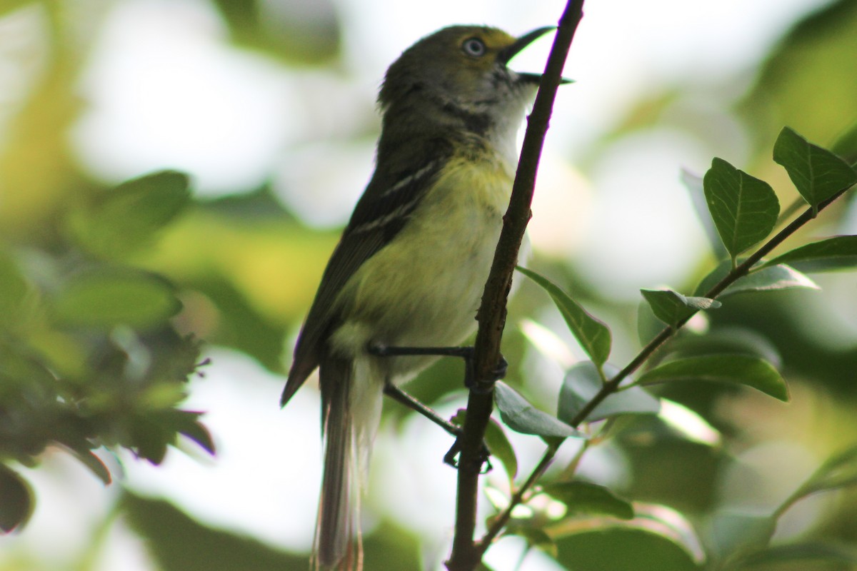 Vireo Ojiblanco - ML577481701