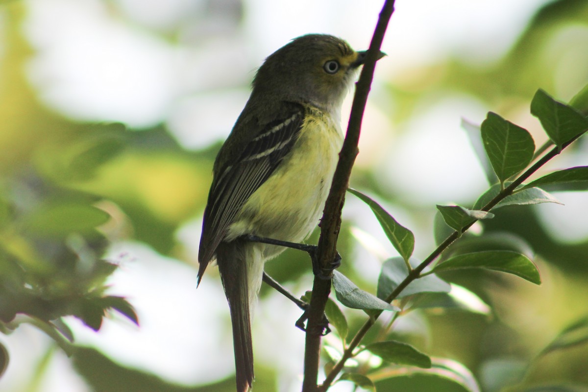 White-eyed Vireo - Derrick  Ingle