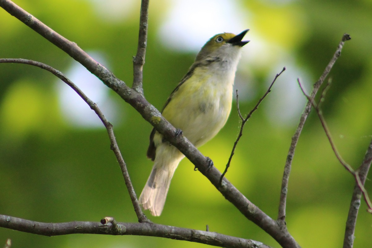 Ak Gözlü Vireo - ML577481741