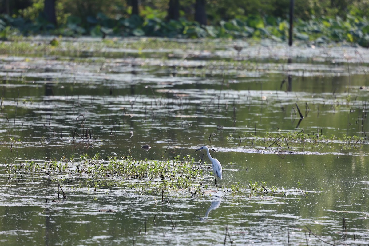 Little Blue Heron - ML577482041