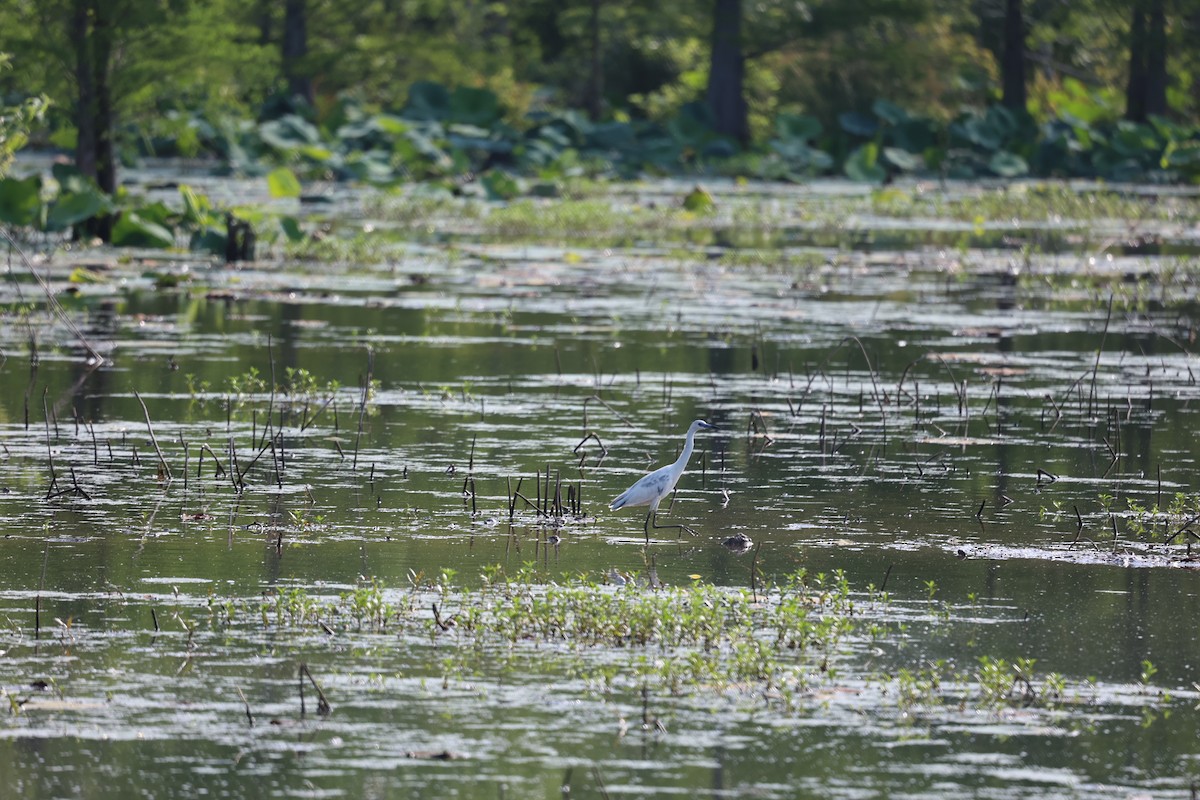 Little Blue Heron - Justin  Hall