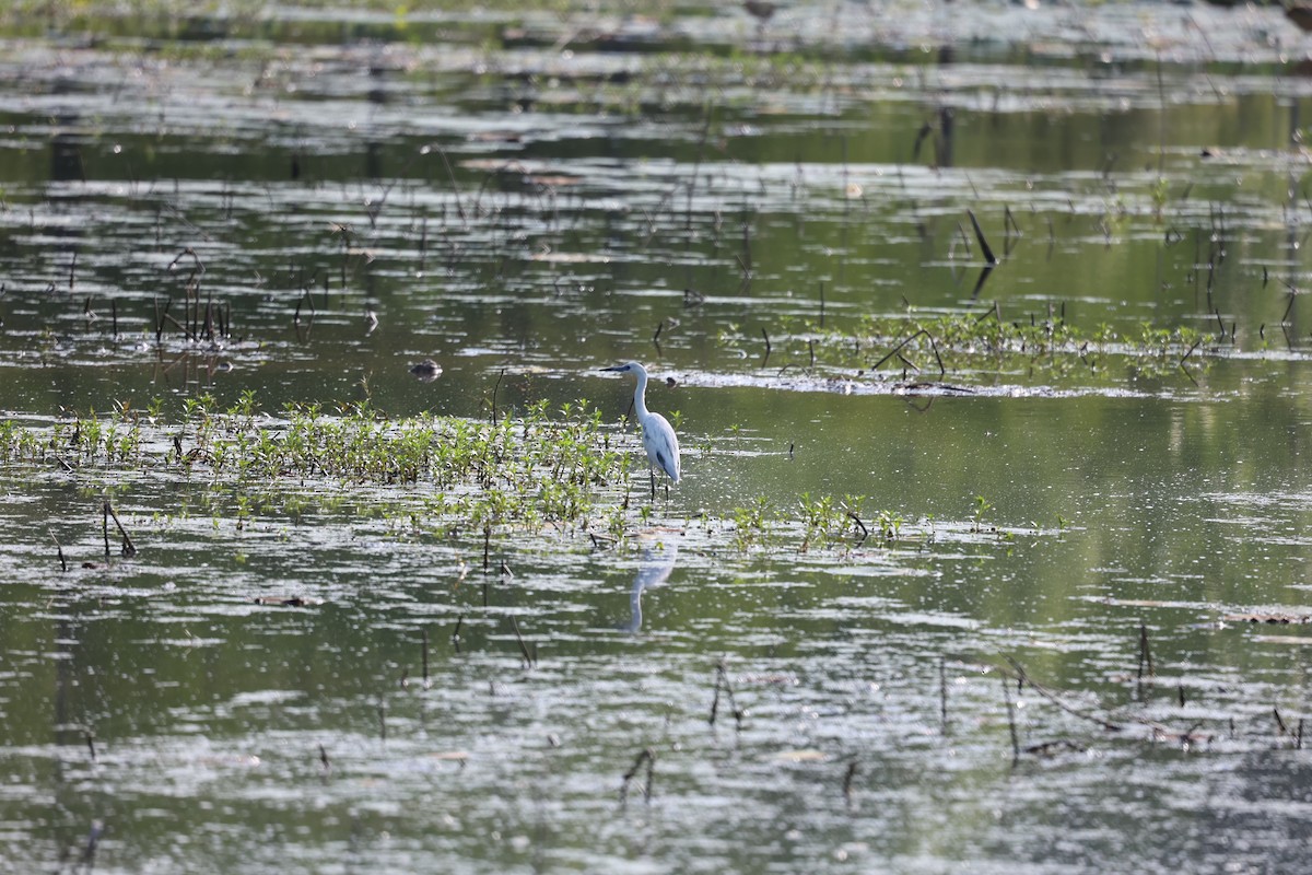 Little Blue Heron - Justin  Hall