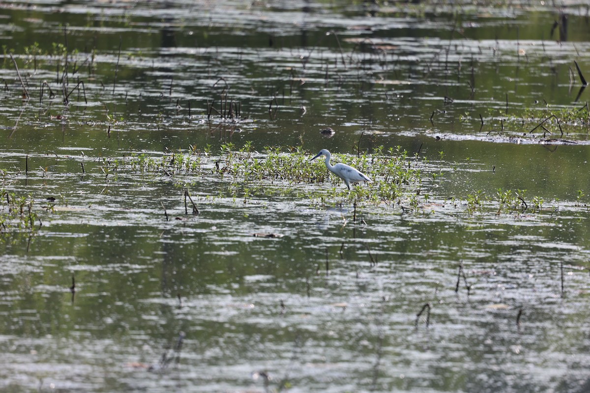 Garceta Azul - ML577482071