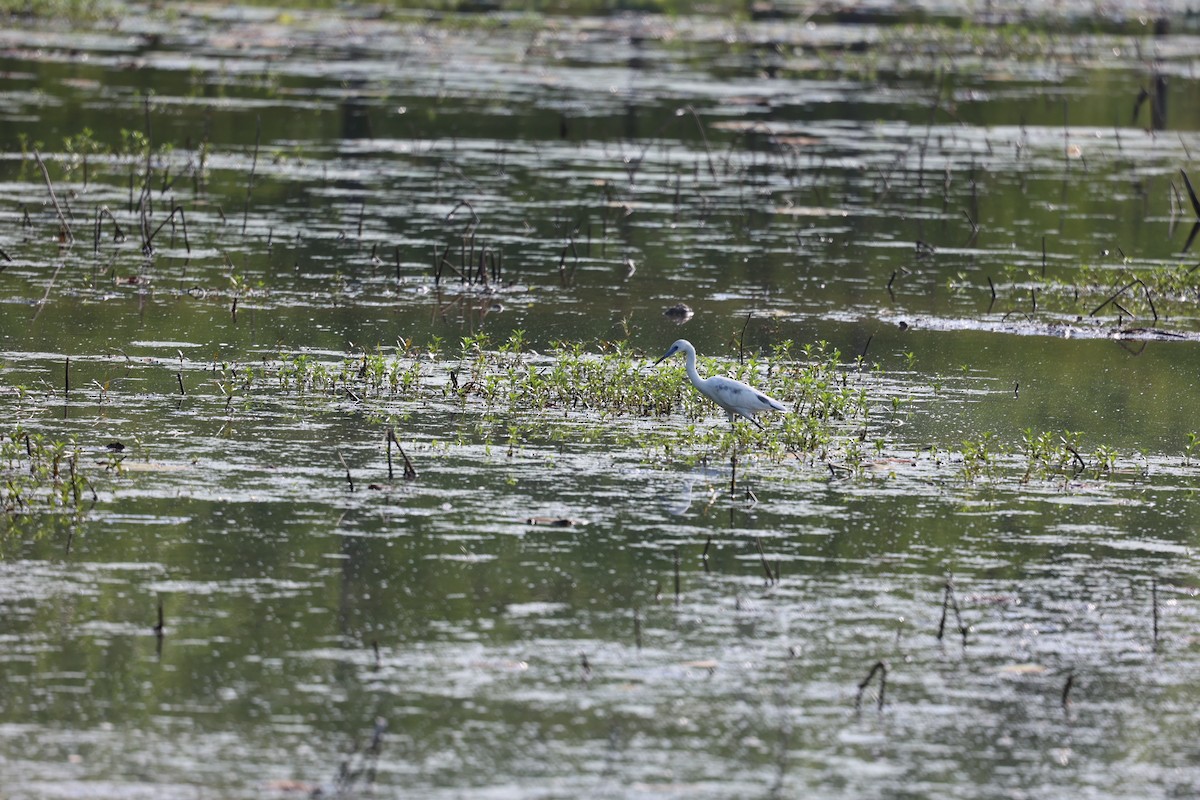 Little Blue Heron - Justin  Hall