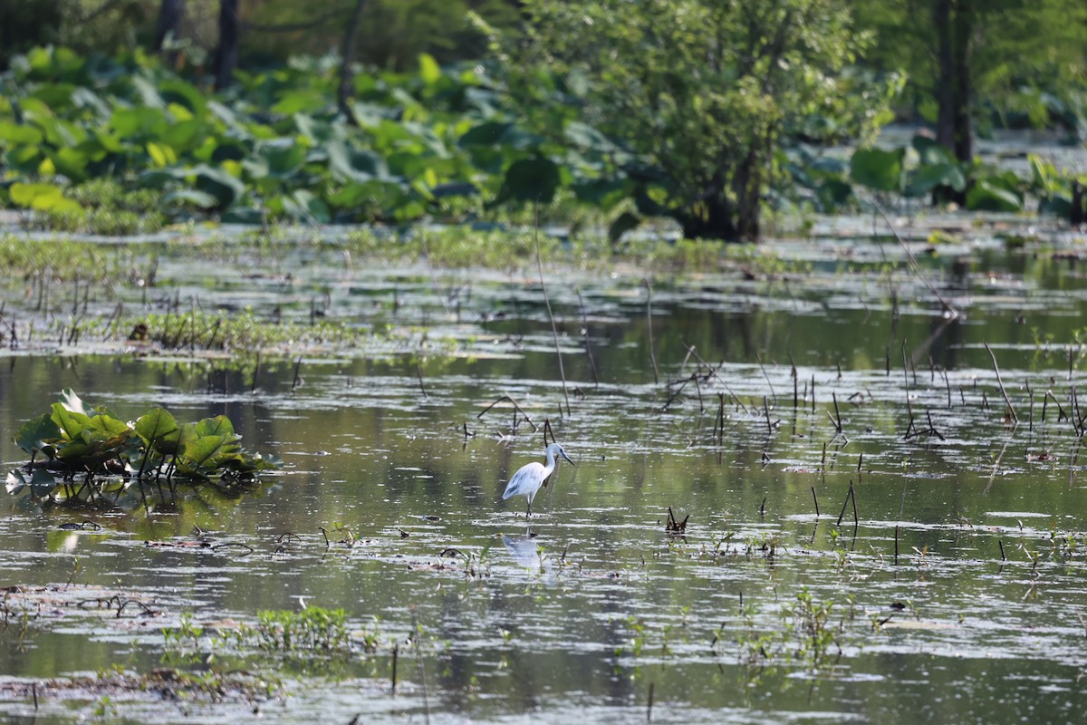 Little Blue Heron - ML577482091