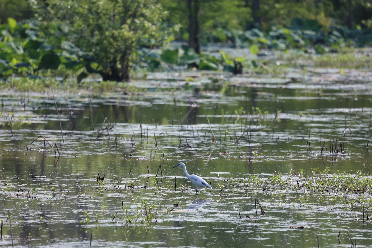 Little Blue Heron - Justin  Hall