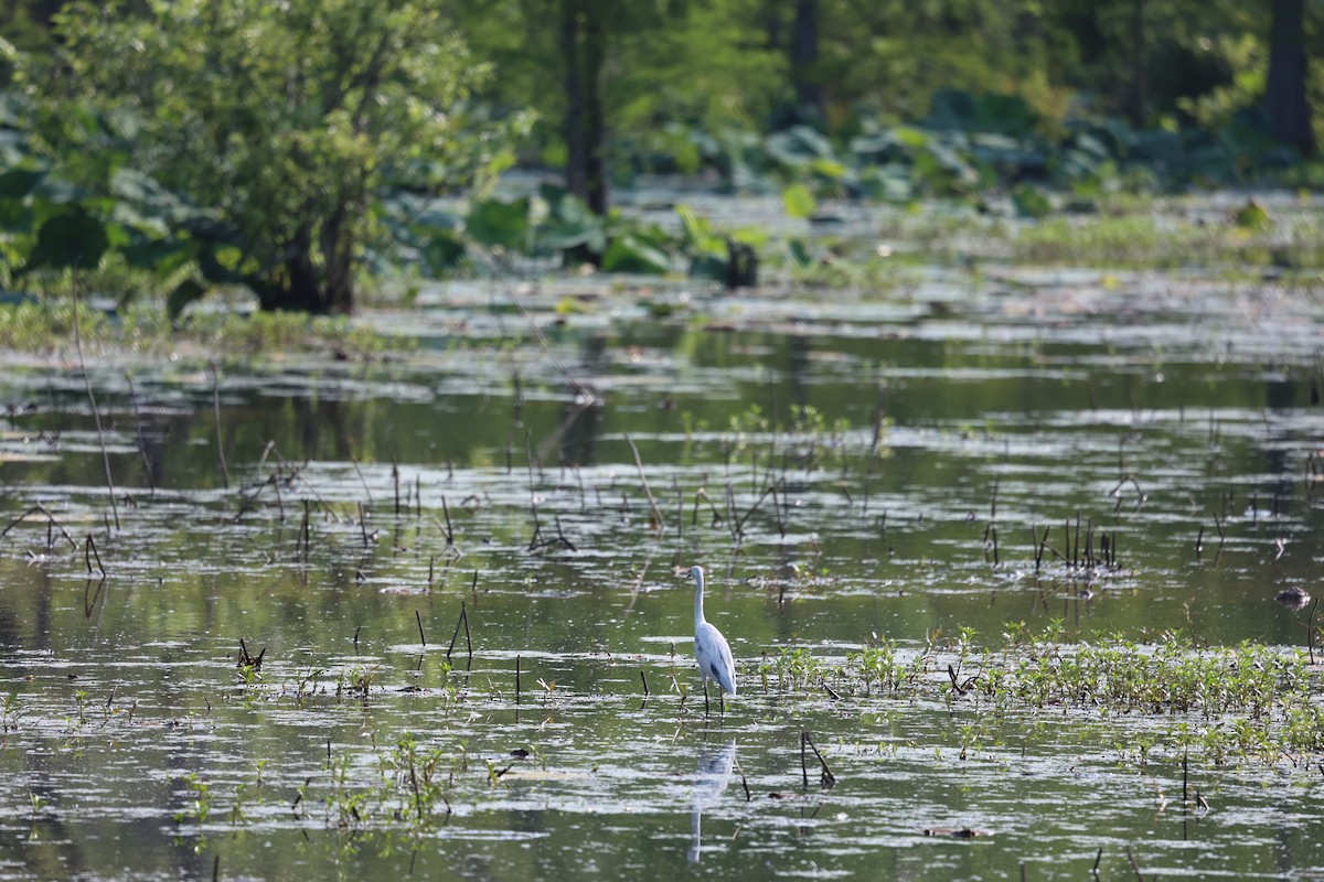 Little Blue Heron - Justin  Hall