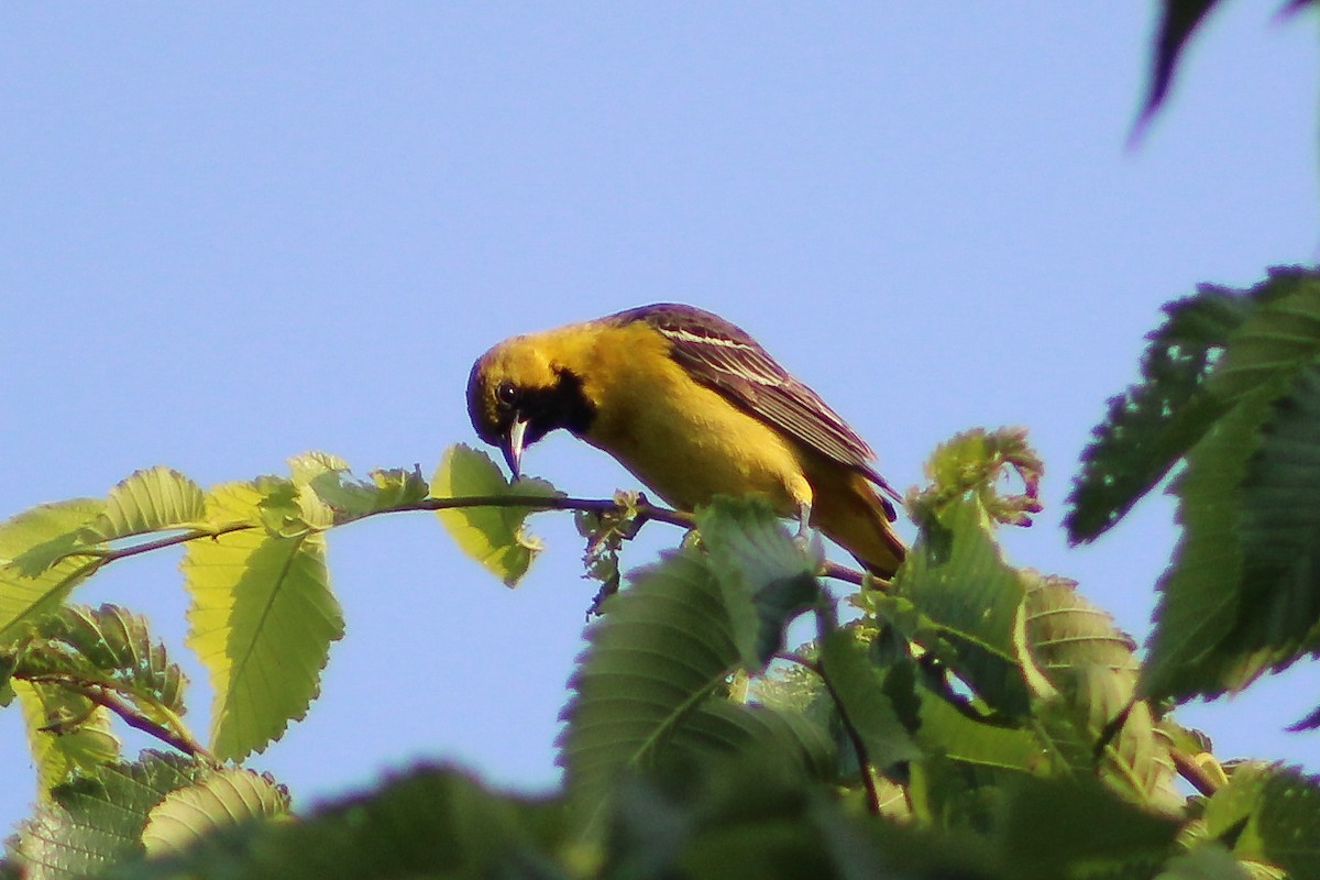 Orchard Oriole - Derrick  Ingle