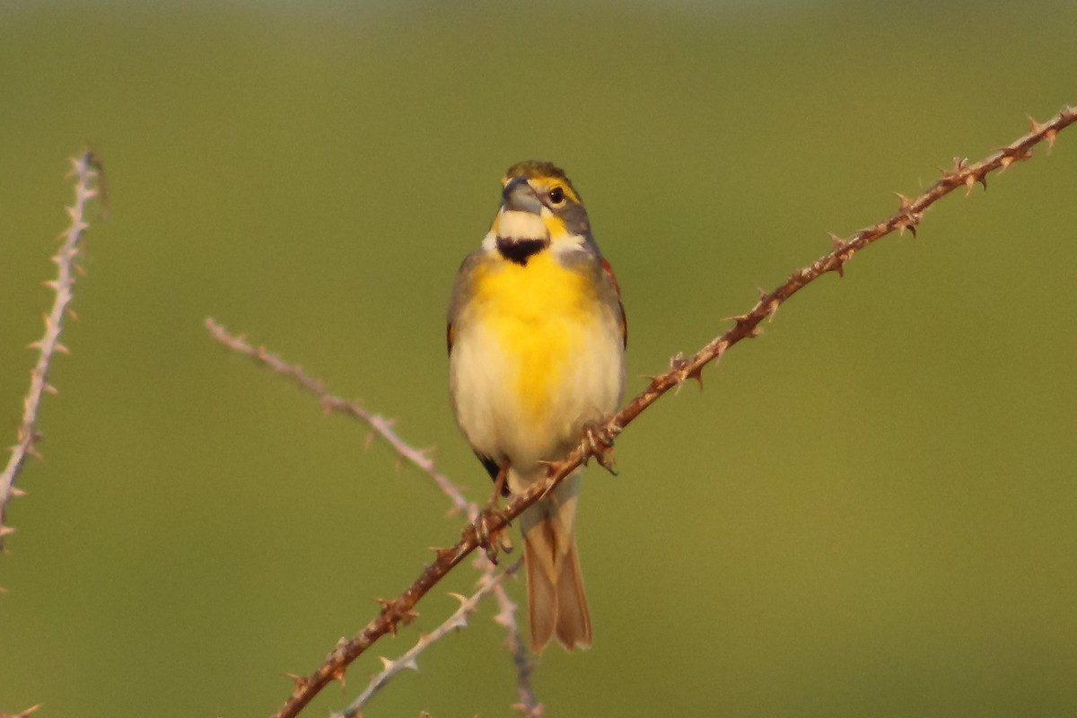 Dickcissel - ML577483221