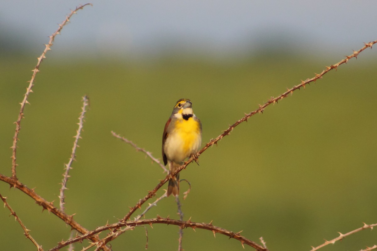 Dickcissel - ML577483231