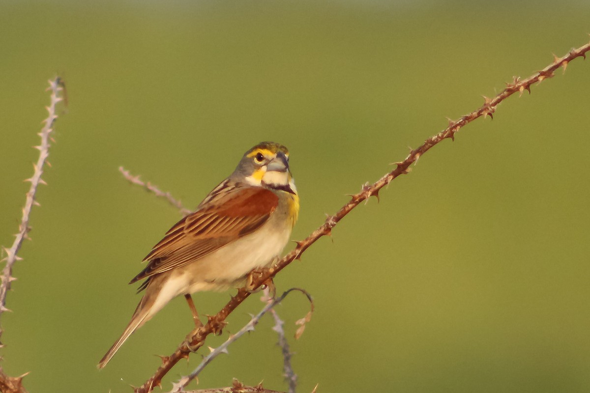 Dickcissel - ML577483241