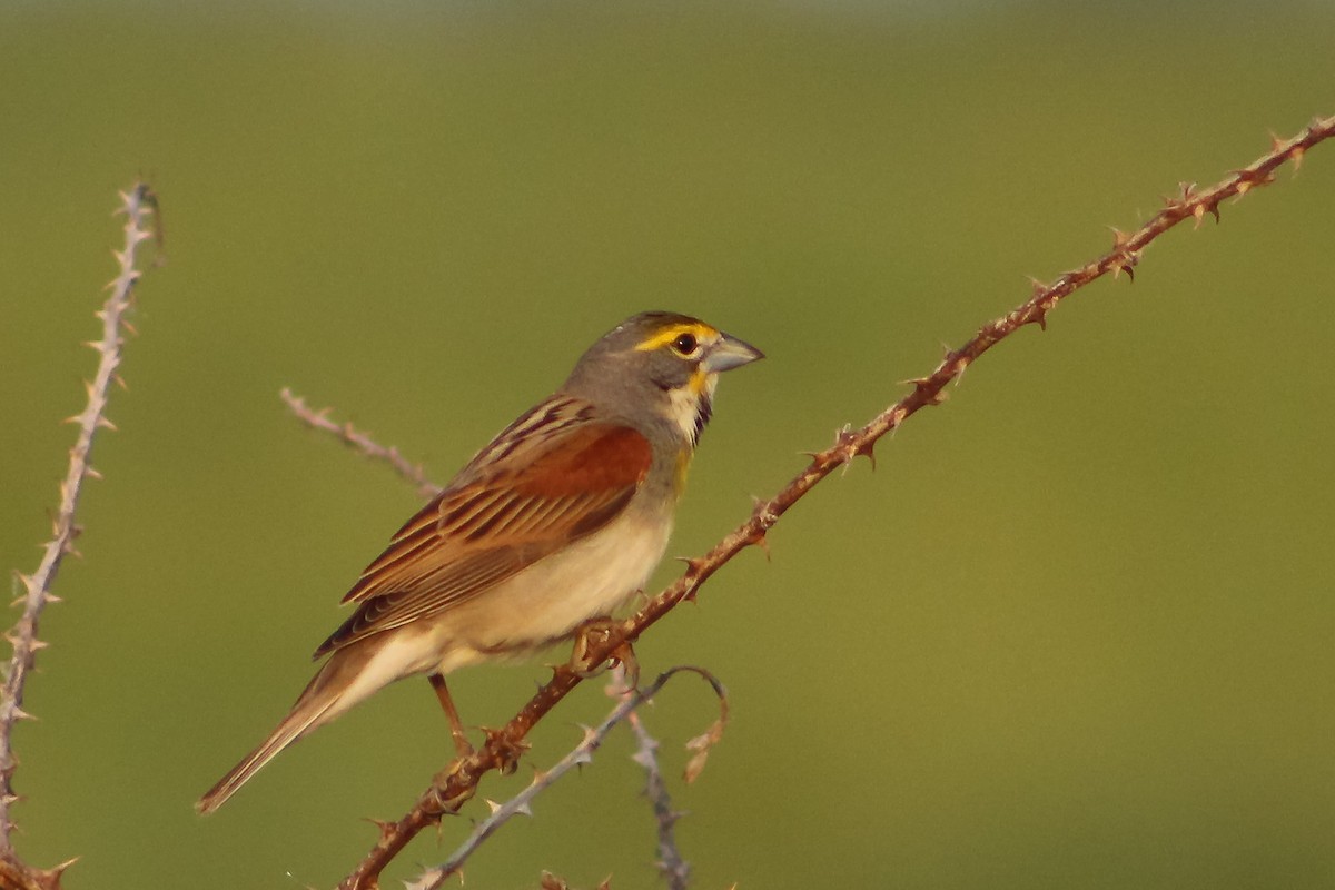 Dickcissel - ML577483251