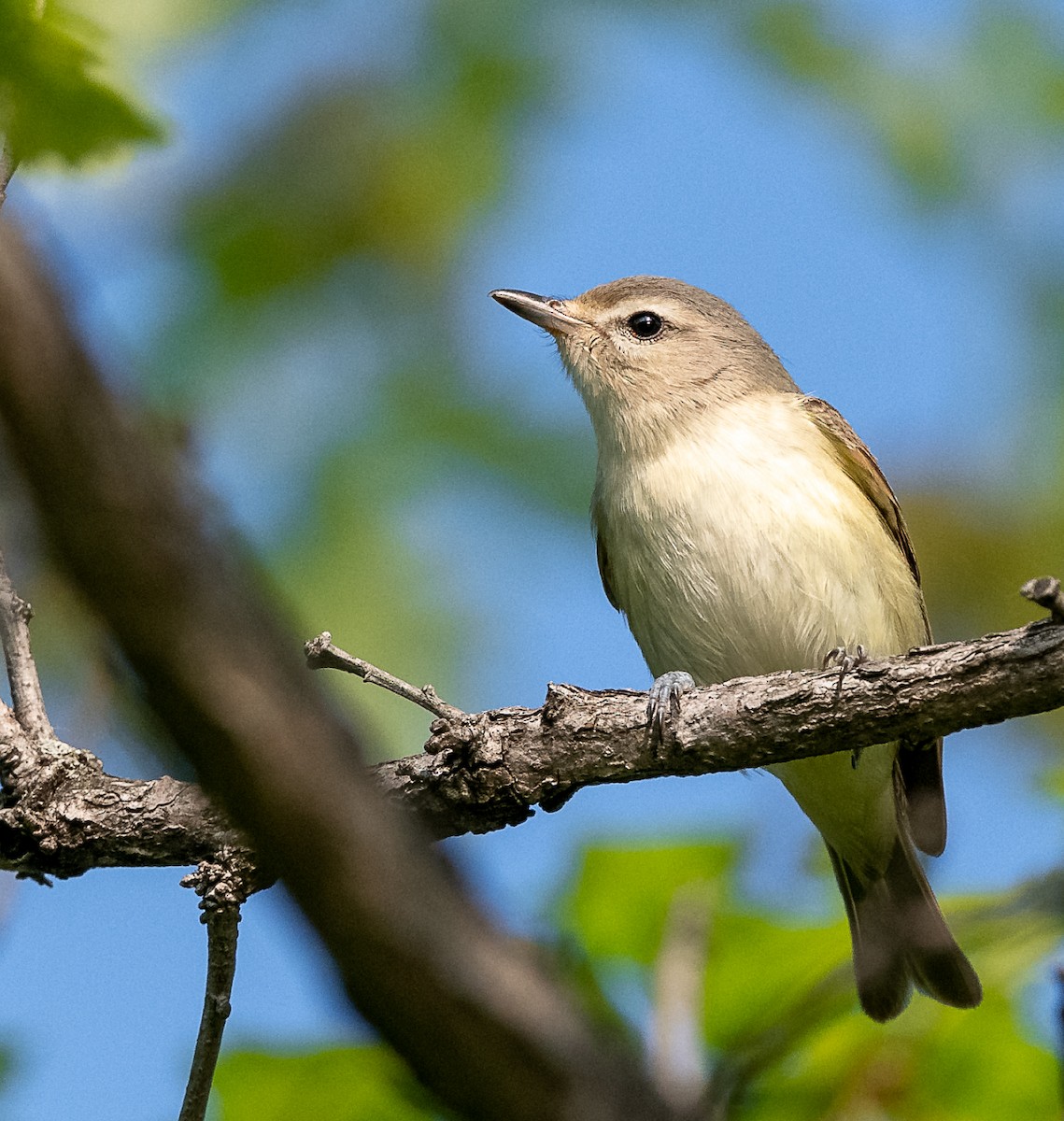 Warbling Vireo - Claude Garand